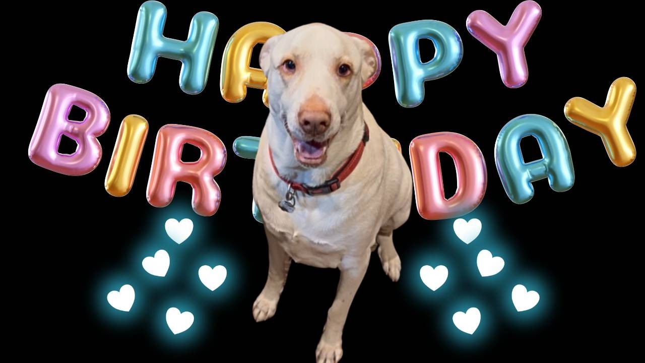 Groot’s 4th Birthday Cake | Dog Chaos Included!