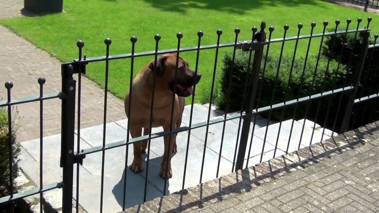 Boerboel - South African Mastiff -- Waiting for Dog Trainer to Arrive & Swim