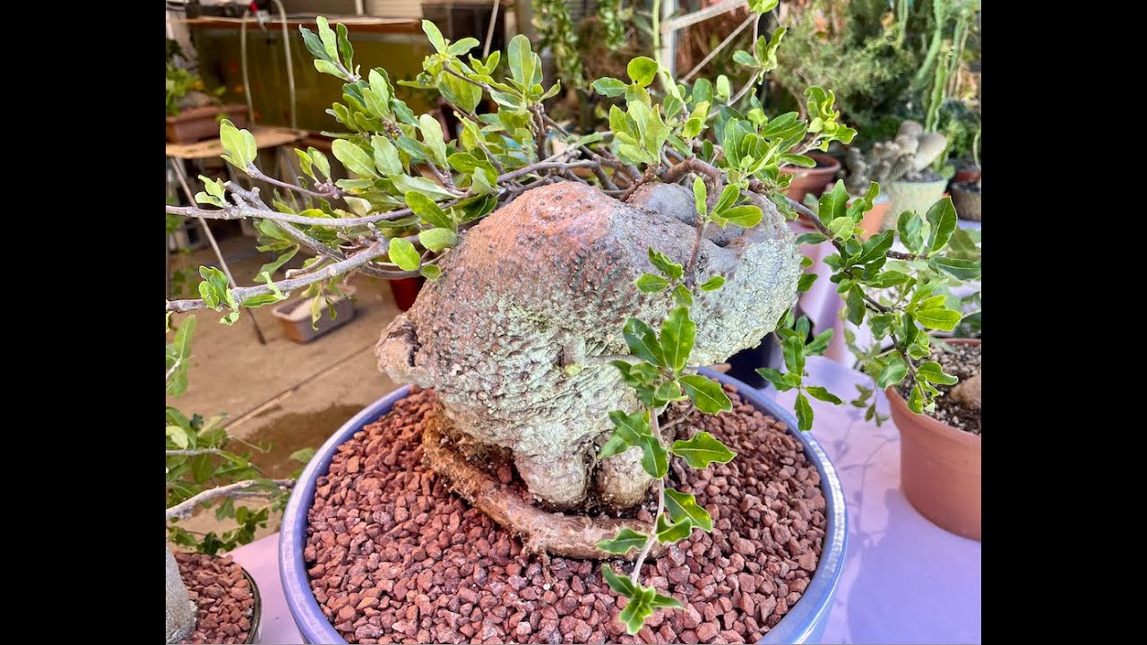 Fockea edulis! Caudiciform Succulent from South Africa - Episode 78