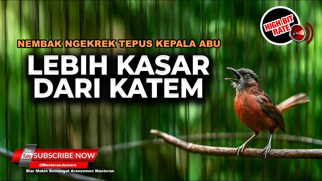 🔴 Masteran Lebih Kasar Dari Kapas Tembak Full Breen Tembakan Kasar Tepus Kepala Abu Abu Gacor