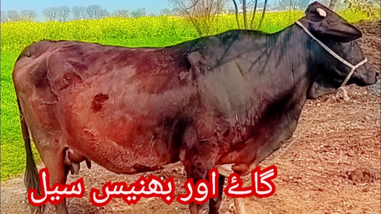 #cute #cow and baflo far sale in Pakistan 03057387051#dairyfarming#animal  #farming 