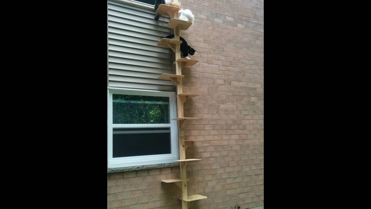 Cat stairs/ladder