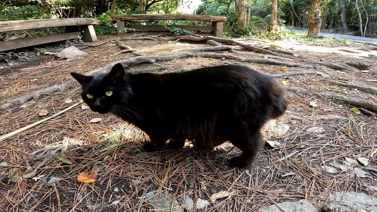 【田代島】【猫島】神社がどうしても気になる黒猫