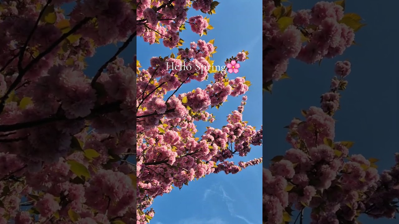 Hello Spring.🌸💮🍃✨️🌺⚘️🌿#hellospring