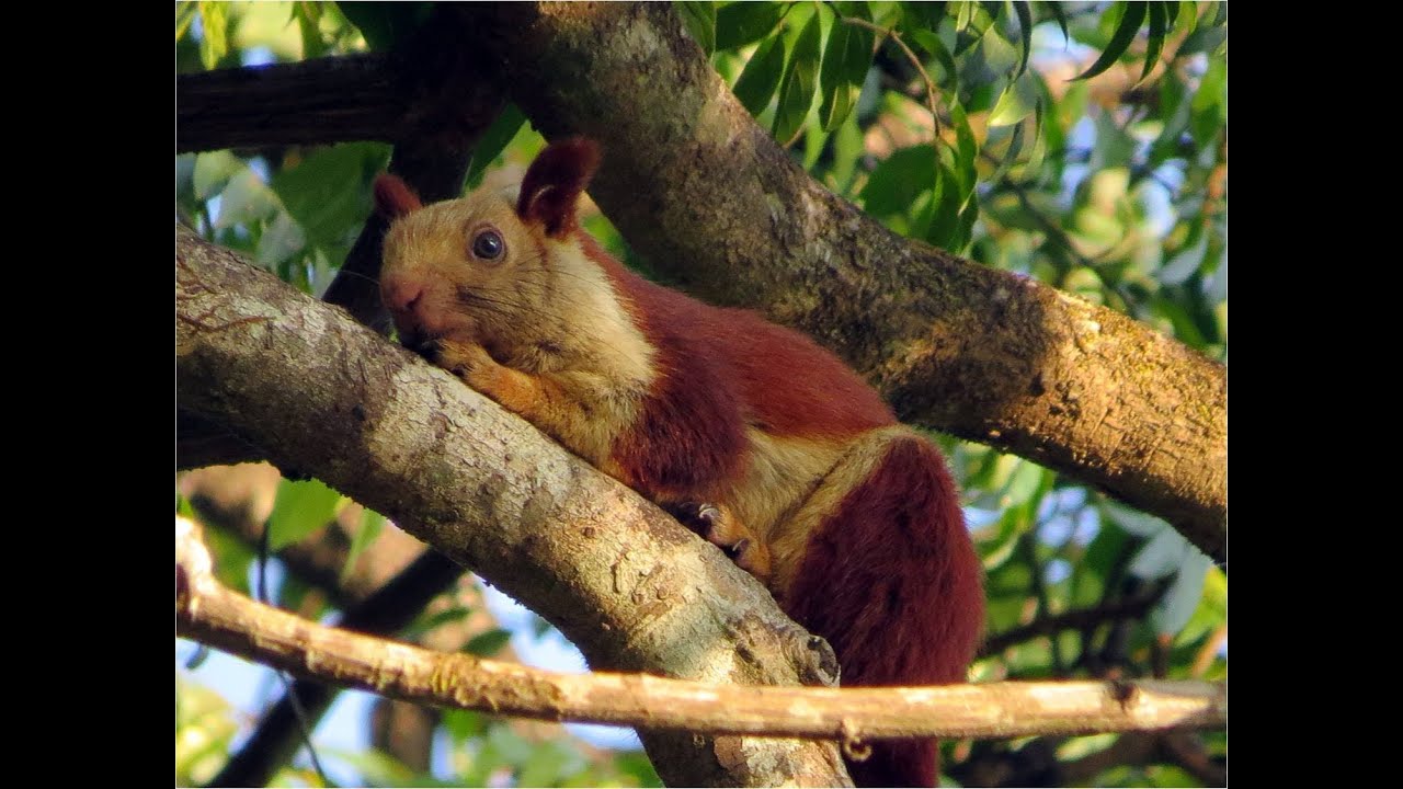 Bhimashankar Forest Trip - Indian Giant Squirrel / Malabar Giant Squirrel (Rutufa indica)