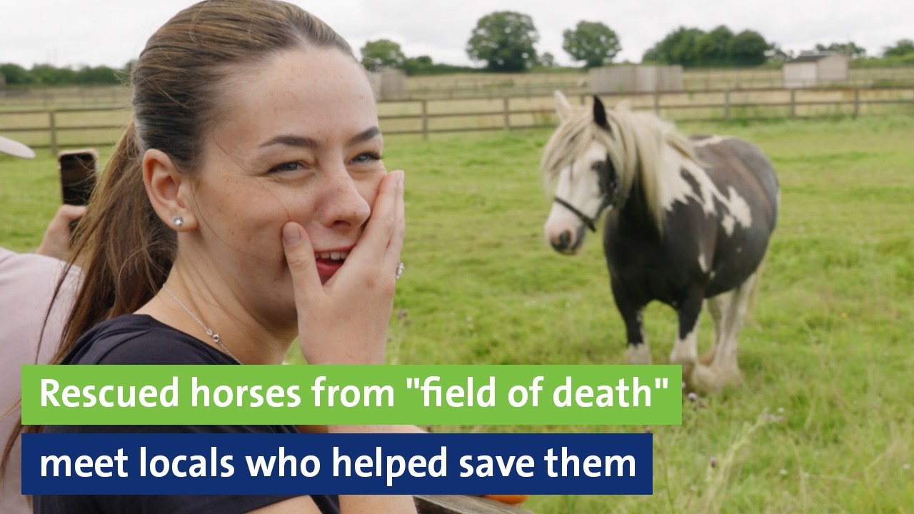 Rescued horses from 