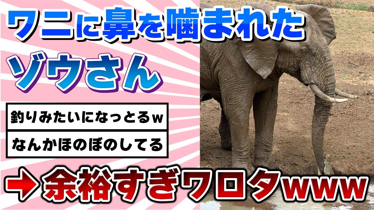 【2ch動物スレ】ワニに鼻を噛まれたゾウの顔がこちらwww