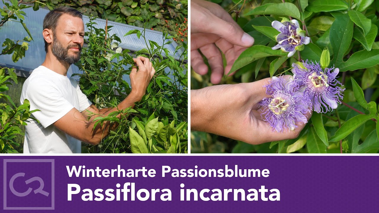 Winterharte Passionsblume (Passiflora incarnata)