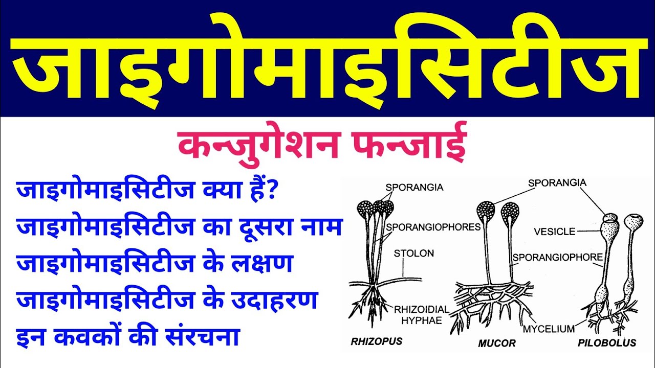 जाइगोमाइसिटीज | zygomycetes | Conjugation Fungi | phycomycetes in hindi | lower fungi or algal fungi