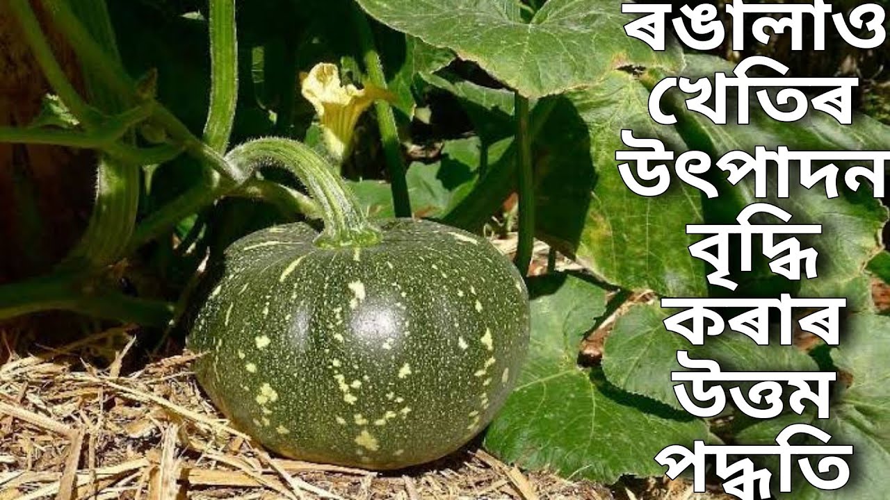 ৰঙালাও&zwnj; গছত অধিক উৎপাদন কৰাৰ বৈজ্ঞানিক পদ্ধতি | Rongalao kheti | Pumpkin cultivation
