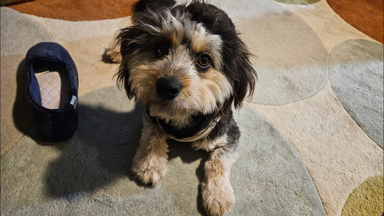 Mom's Birthday - Foster Dog Day 8 & 9 