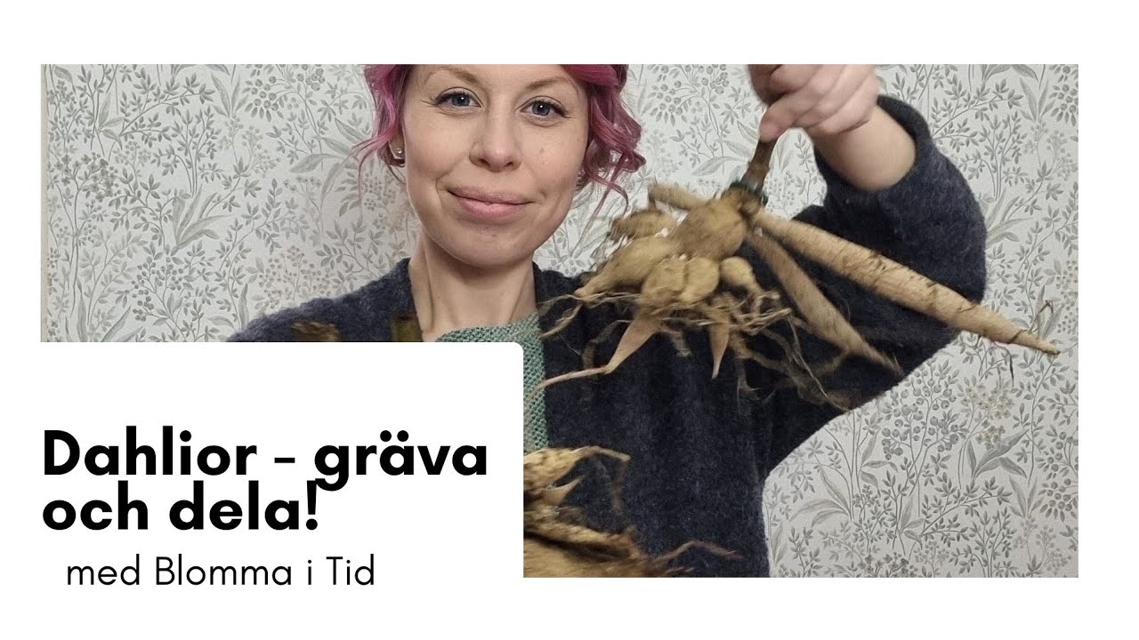 DAHLIOR - gräva och dela