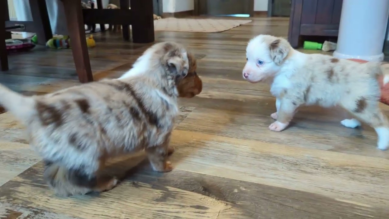 Mini Aussie Puppies -  playing 4 weeks + old
