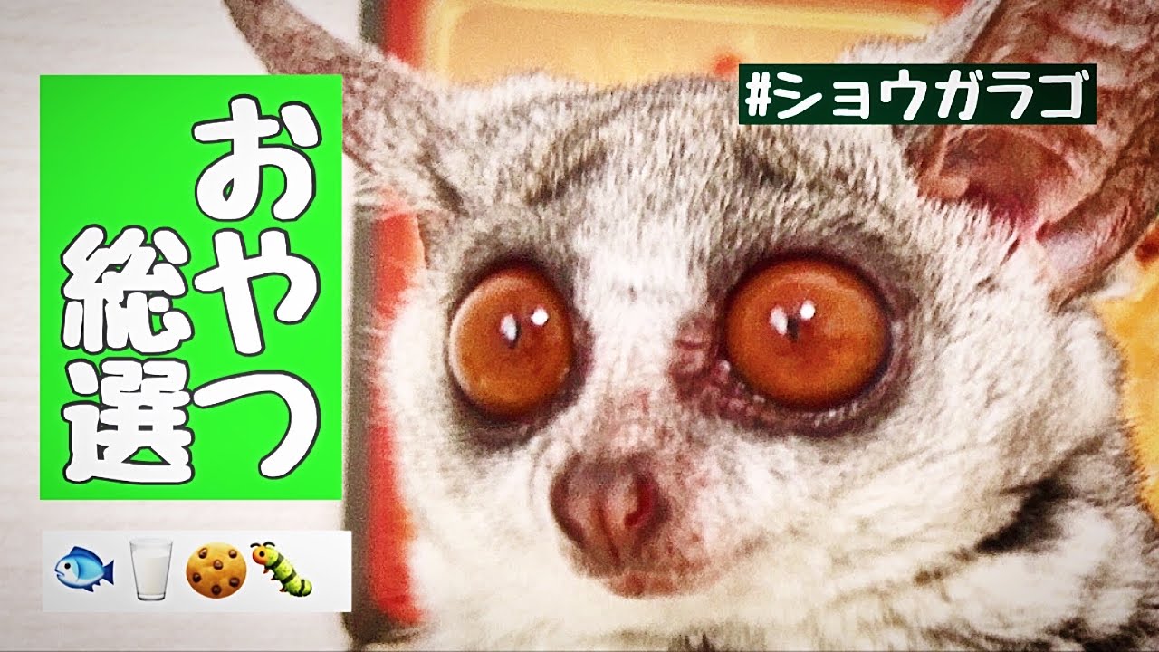 【結果発表】ショウガラゴおやつNo.1決定！ASMR｜Reum & Dot