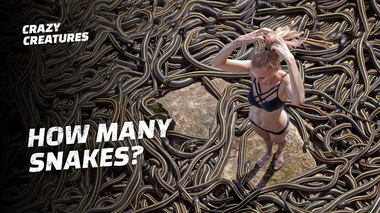 What&rsquo;s the Deal With Snake Island?