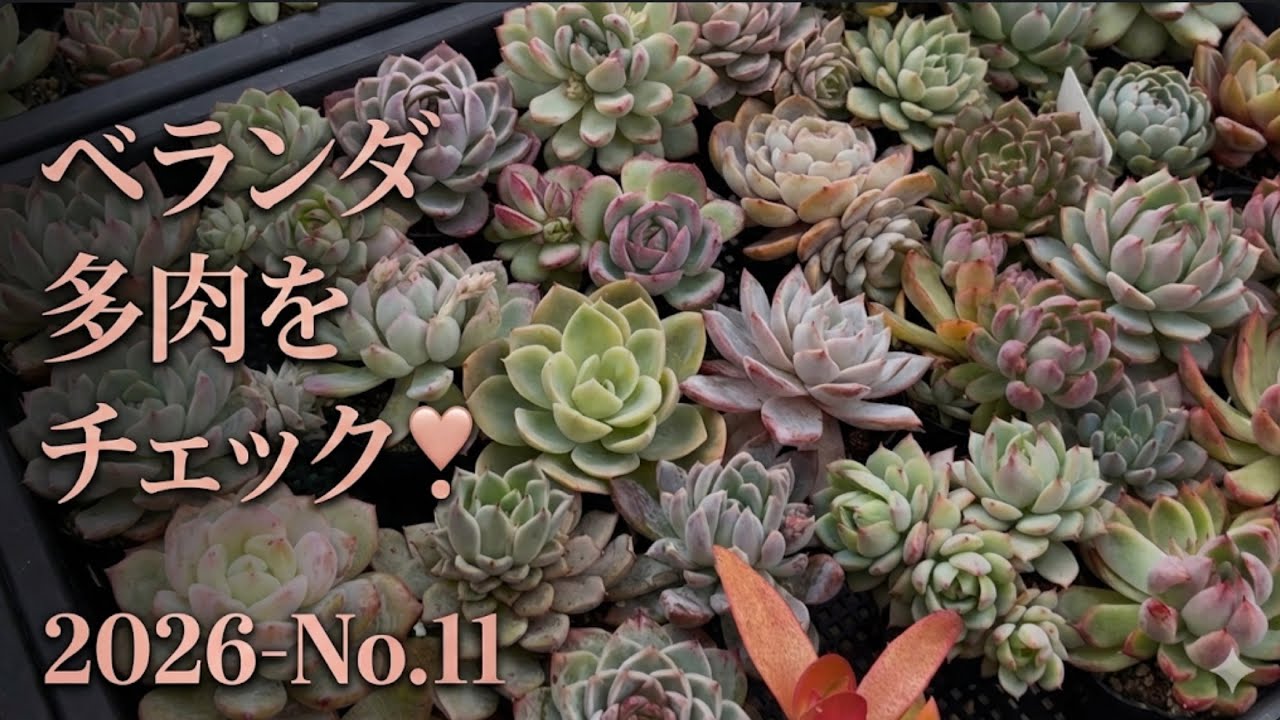 【多肉植物】2階ベランダ多肉のチェック❣️