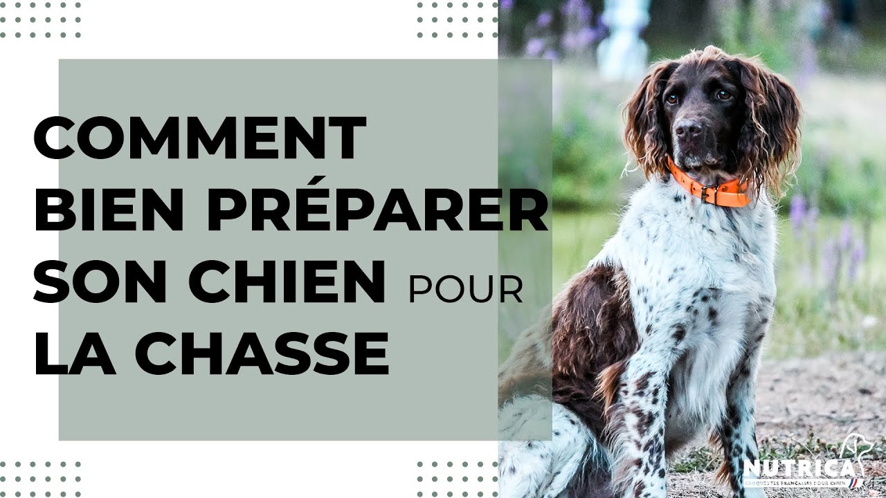 Comment préparer son chien pour la saison de chasse