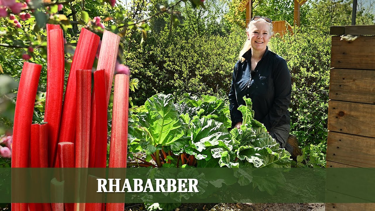 So einfach wächst Rhabarber im Garten – Alles zu Pflege, Standort & Ernte