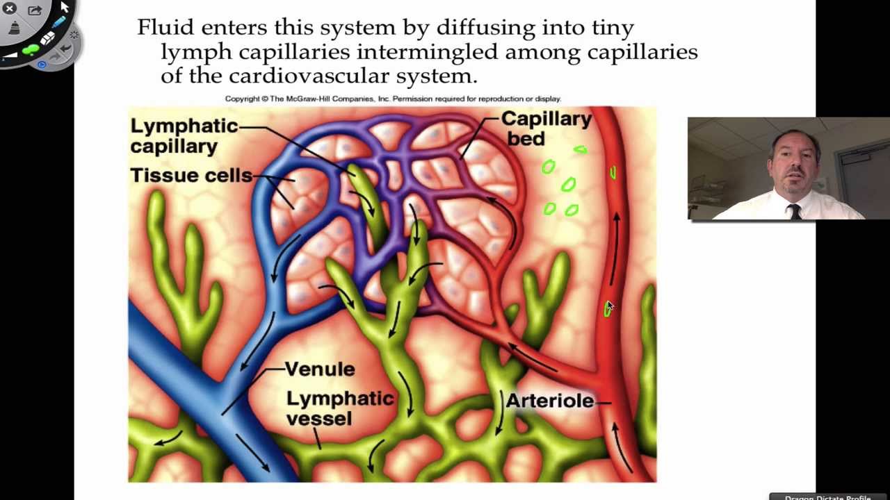 The Lymphatic System