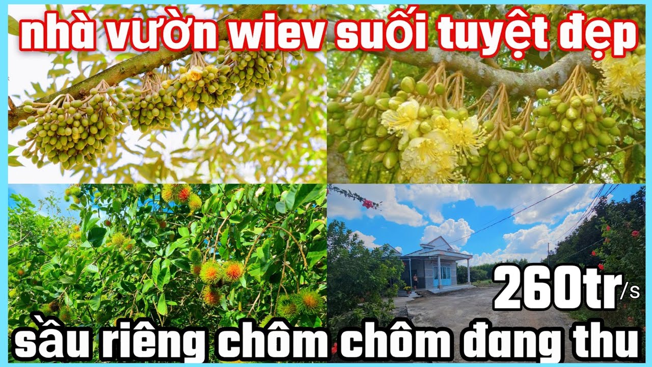 Nhà vườn sầu riêng thái,chôm chôm tiến cường đang thu 84×109×100tc dt 8462,5m² sổ sẵn 