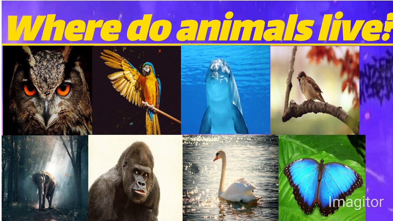 where do animals live?/classification of animals.for kids/shama learning academy//