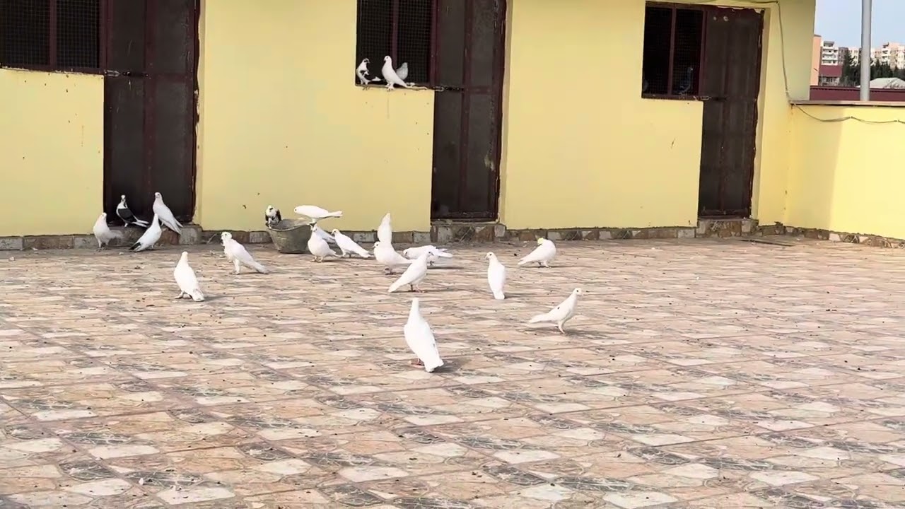 Baki Goyercinleri