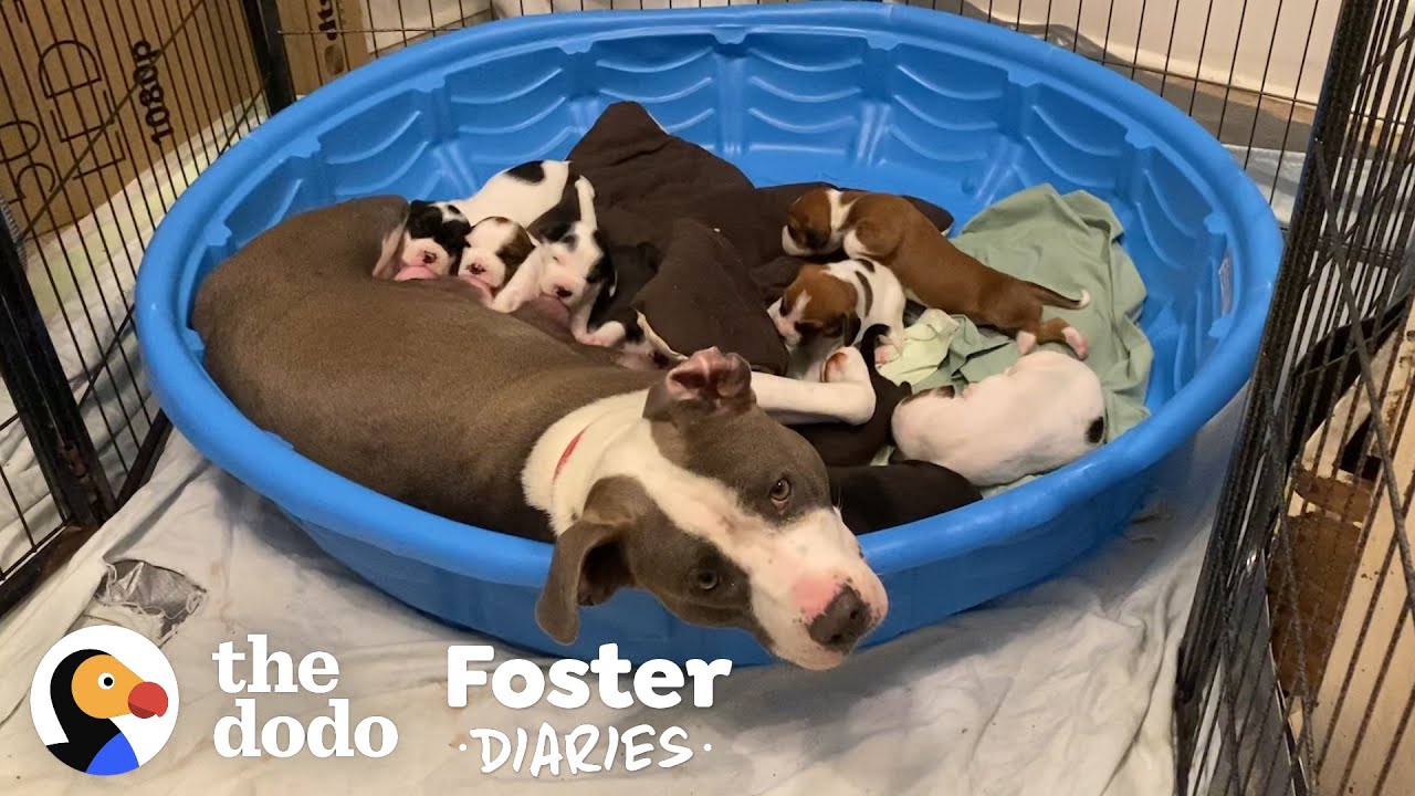 Fostering A Very Pregnant Pittie Is An Adventure | The Dodo Foster Diaries