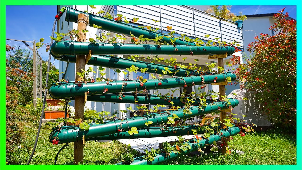 🍓#Создайте собственную клубничную трость из 100 растений менее чем за 200 евро менее чем за 48 часов