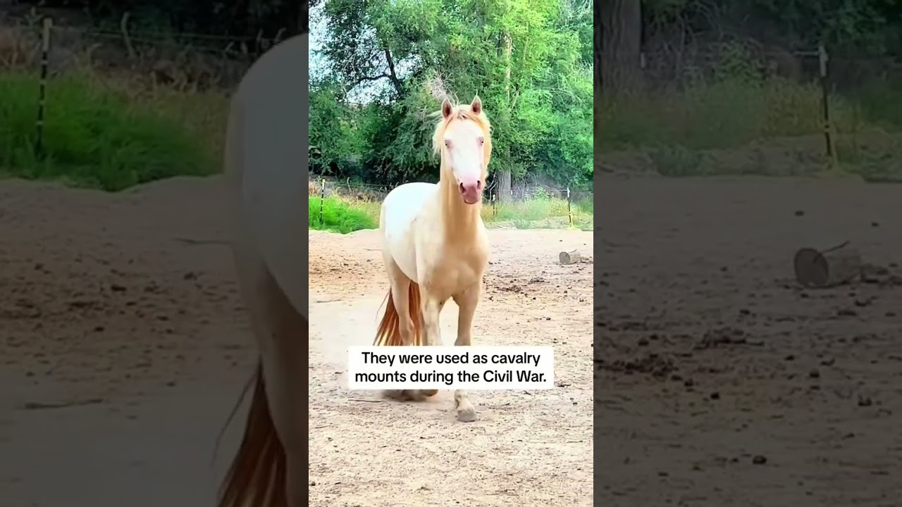 🤍🖤 #morganhorse #horse #stallion #perlino