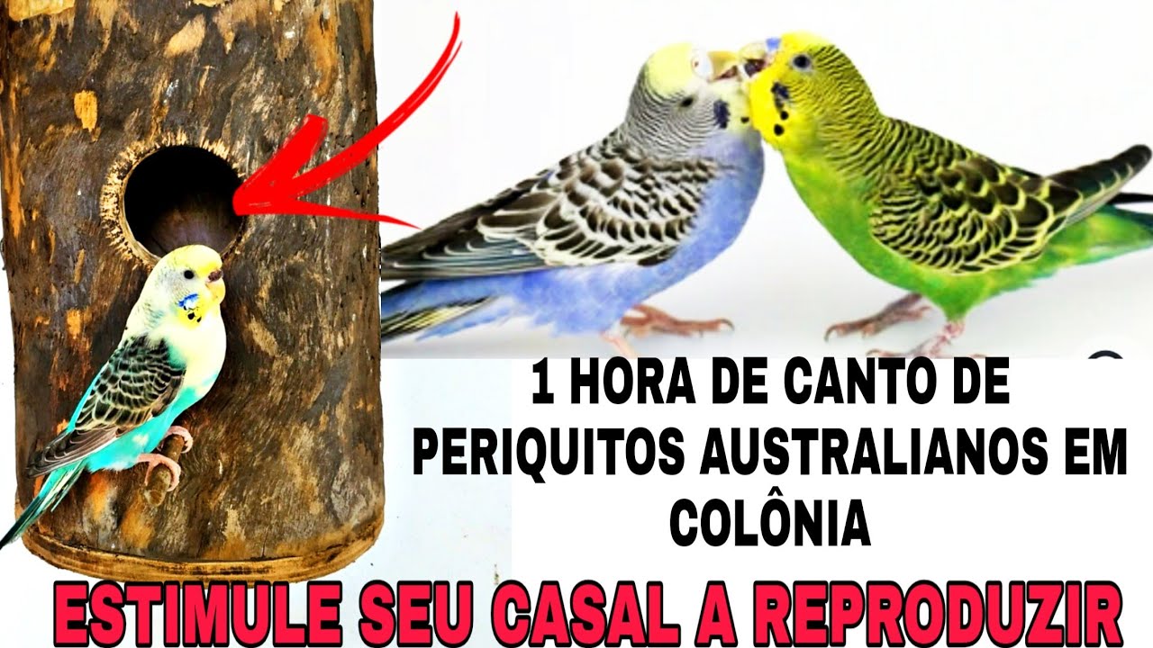 Canto de periquitos australianos em colônia para estimular a reprodução do seu casal🔥🔥/HD