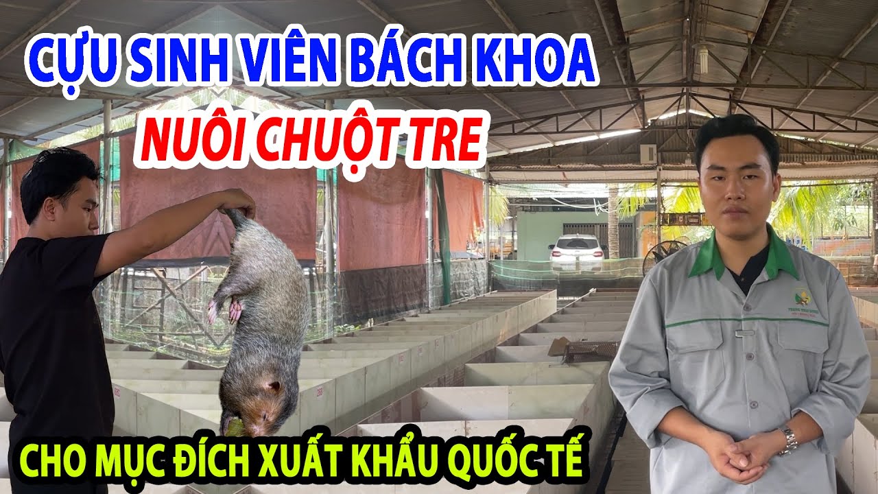Cựu Sinh Viên Bách Khoa Nuôi Chuột Tre Hướng Tới Mục Đích Xuất Khẩu Quốc Tế 1,8Tr/Cân |Channuoi.Net