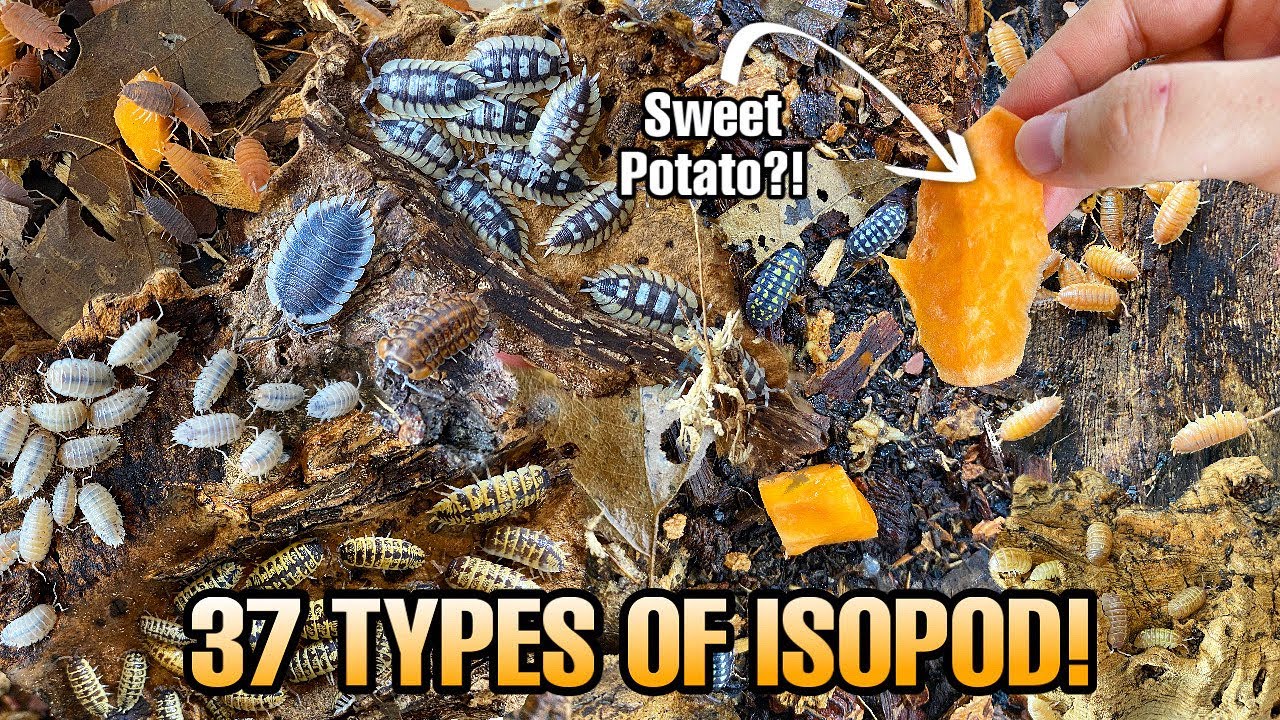 ISOPOD COLLECTION TOUR | FEEDING AND WATERING
