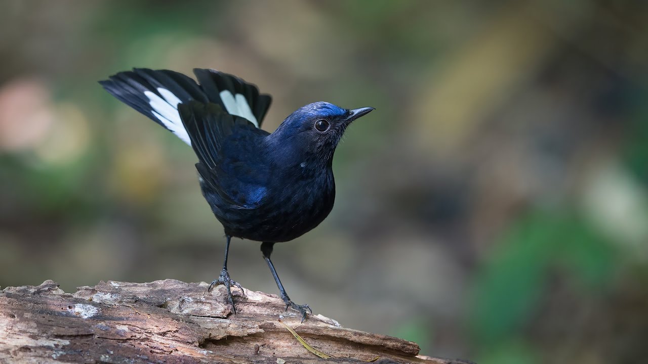 Birding in Thailand 2016
