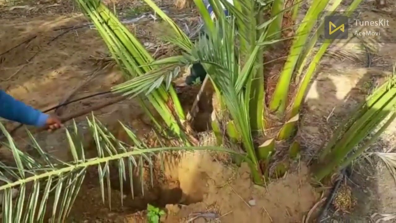 اكثار النخيل وكيفية فصل الفسيلة البارحي من تحت الام