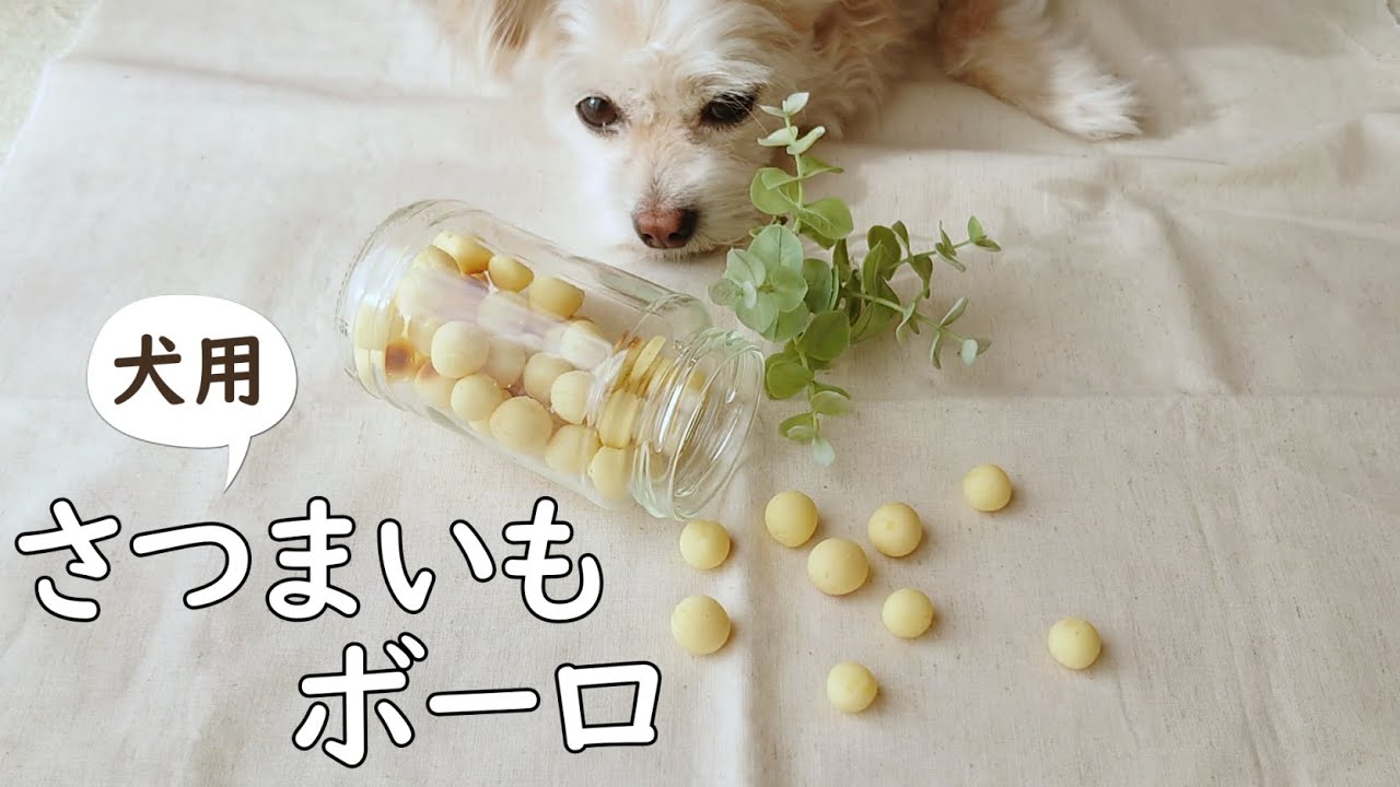 チワプーと作る犬用おやつ コングに入れて食べよう！犬用さつまいもボーロ(ソフトタイプ)の手作りレシピ