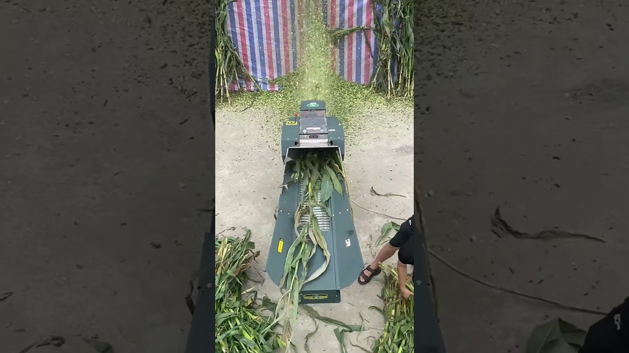 15 Tons/Hour Capacity, Chaff Cutter for High-Volume Operations.#chaffcutter #machinery #farmer