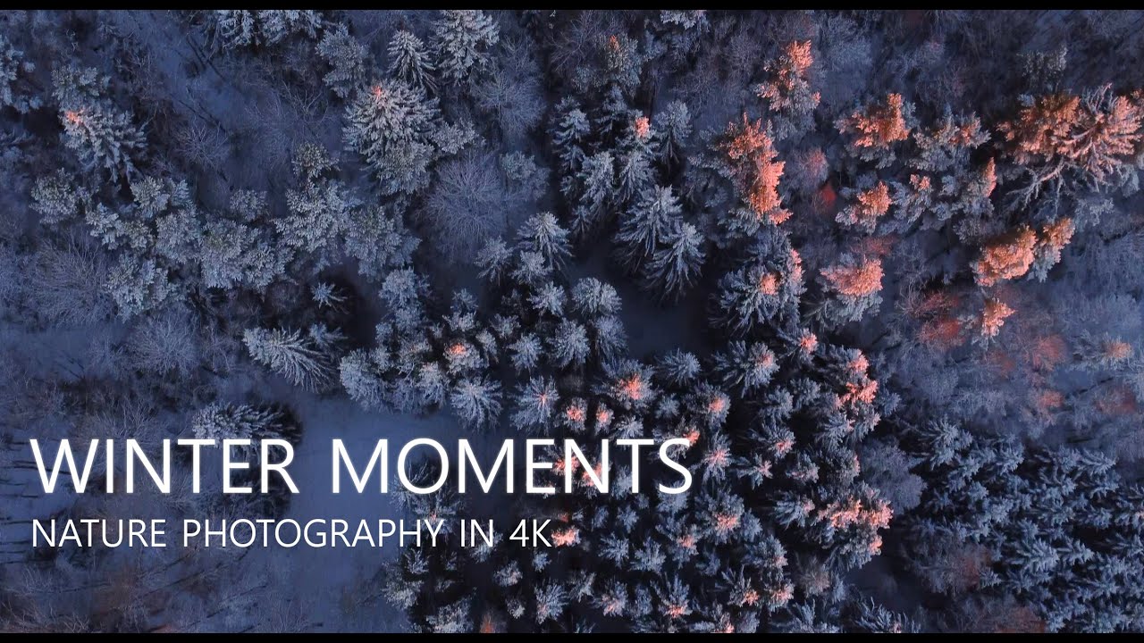 Winter Moments 2021 - 4K Cinematic Swedish Nature Photography