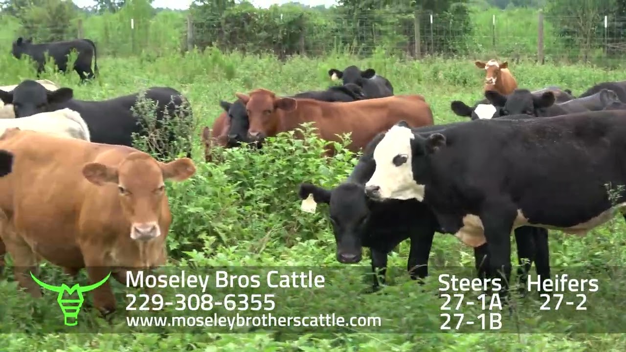 MOSELEY BROS CATTLE: Georgia Summer Safe Sale 8/12/25