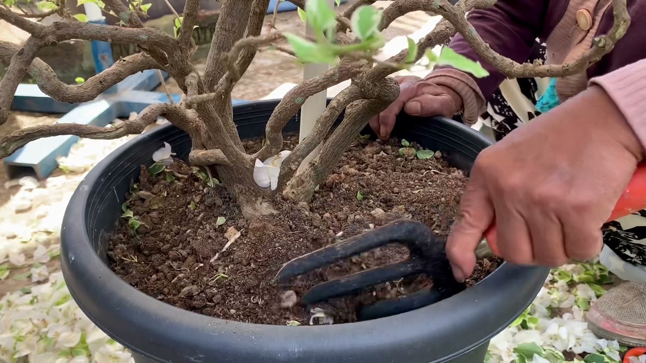 Bougainvillea Care