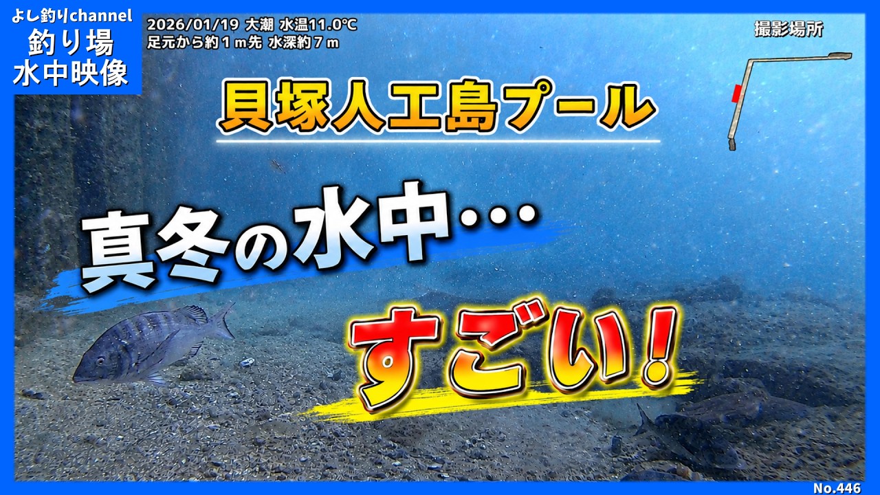 真冬の水中が衝撃…貝塚人工島プールで見た水温11℃現実  大阪の釣り場  No.446