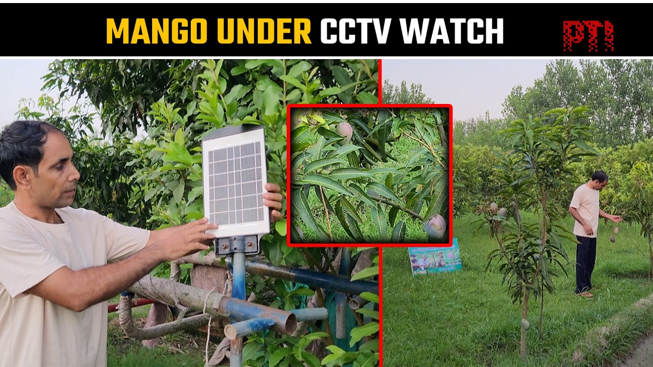 Rare Miyazaki mangoes under CCTV watch attract attention at a Saharanpur farm