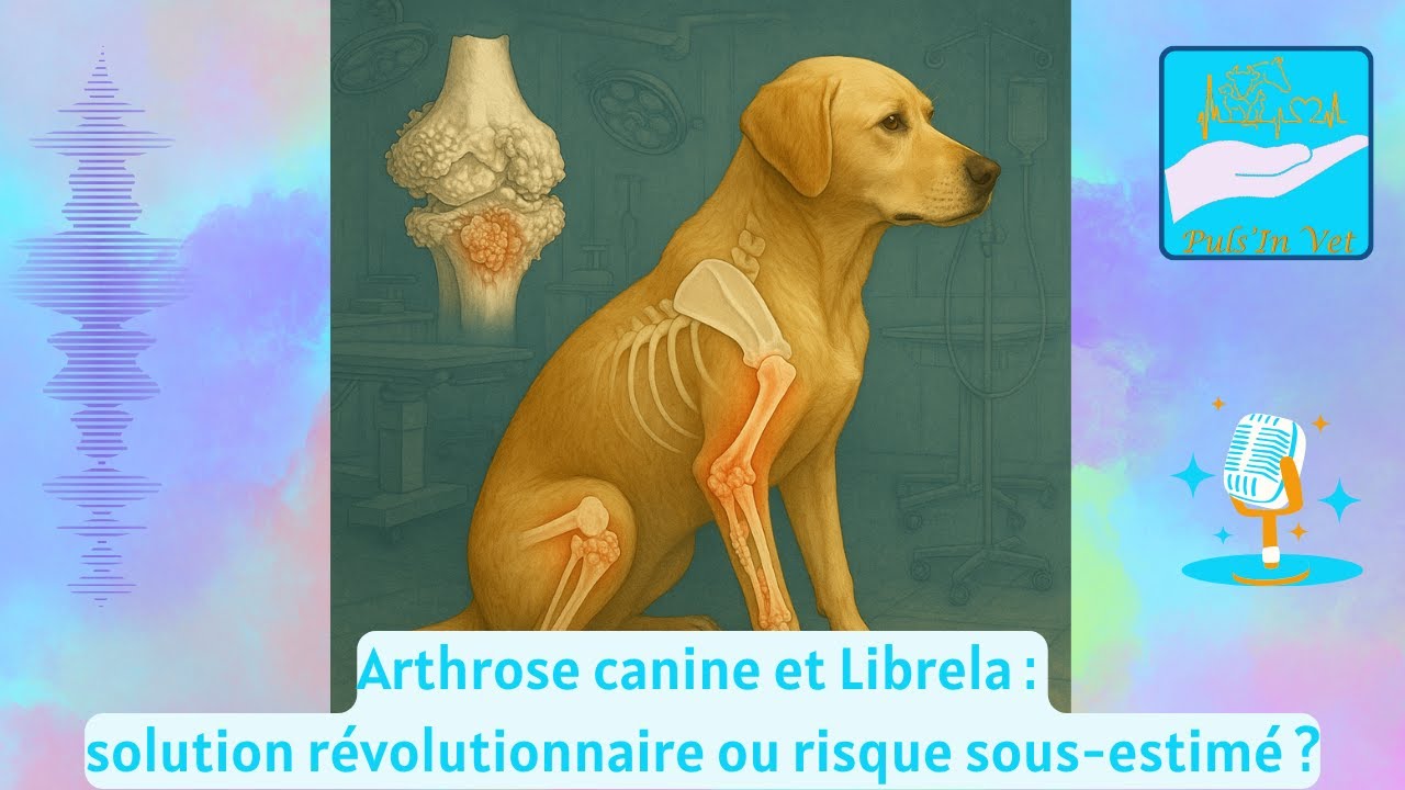 Arthrose canine et Librela : solution révolutionnaire ou risque sous-estimé ?