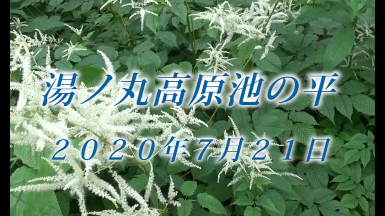 135 上信越 湯の丸高原池野の平7月 2020年7月21日 - 生物多様性体験保全センター 高山植物を主とした野生植物の映像集