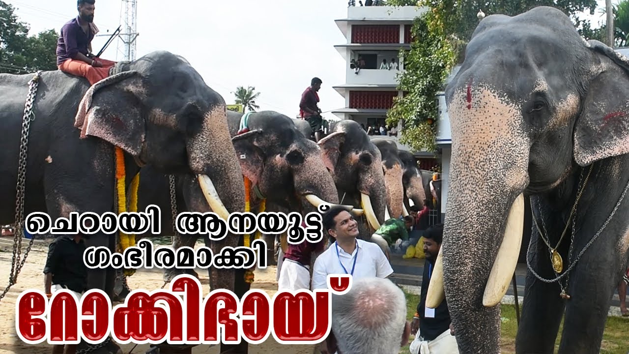 ചെറായി ആനയൂട്ട് ഗംഭീരമാക്കി റോക്കിഭായ് I Cherai Aanayoottu 2024  #aanayoottu #trendingvideos