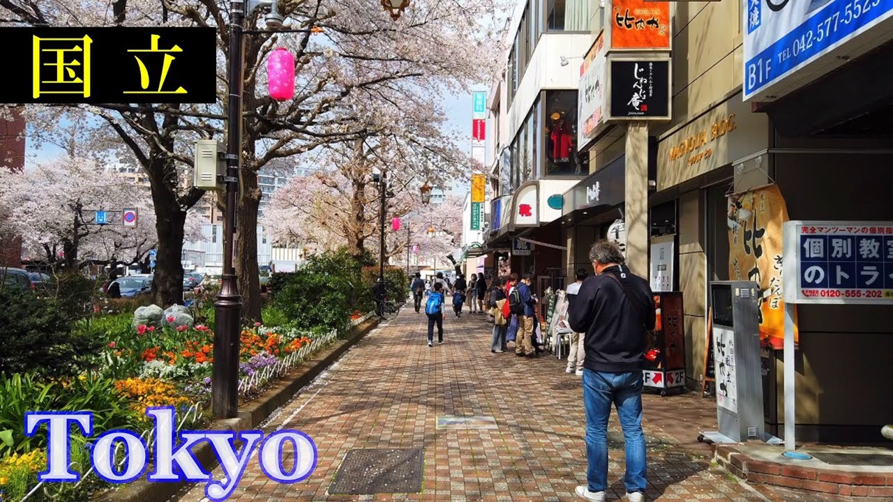 国立駅・桜　Tokyo Walking 🌞 Kunitachi　Cherry Blossoms　　Japan🎧HQ Binaural　一橋大学・大学通り　（国立市）　睡眠用・東京散歩