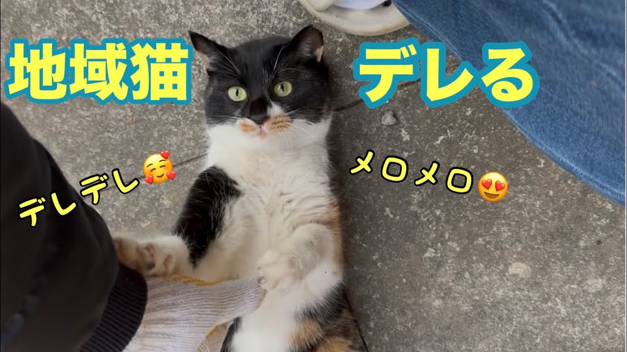 8ヶ月前に放した地域猫のクロミちゃんにめちゃめちゃ懐かれました【ツンデレ】