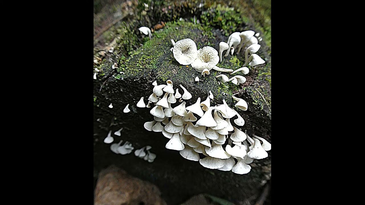 Porodisculus pendulus