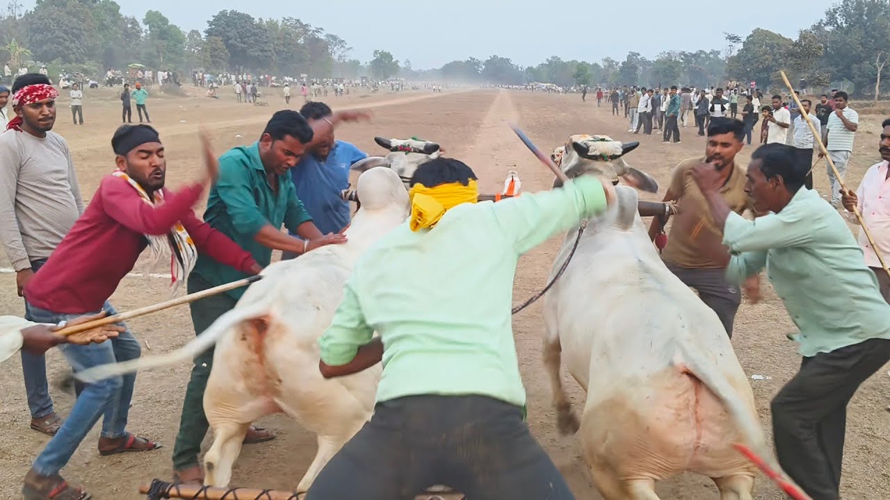 बखेरा सरपंच राजा भोला पट प्रतियोगिता झंझागी  स्टार्टिंग पॉइंट में  छूटते हुए.ox