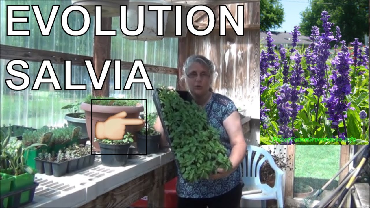 How to Grow Evolution Salvia Flower / Planting in the Garden