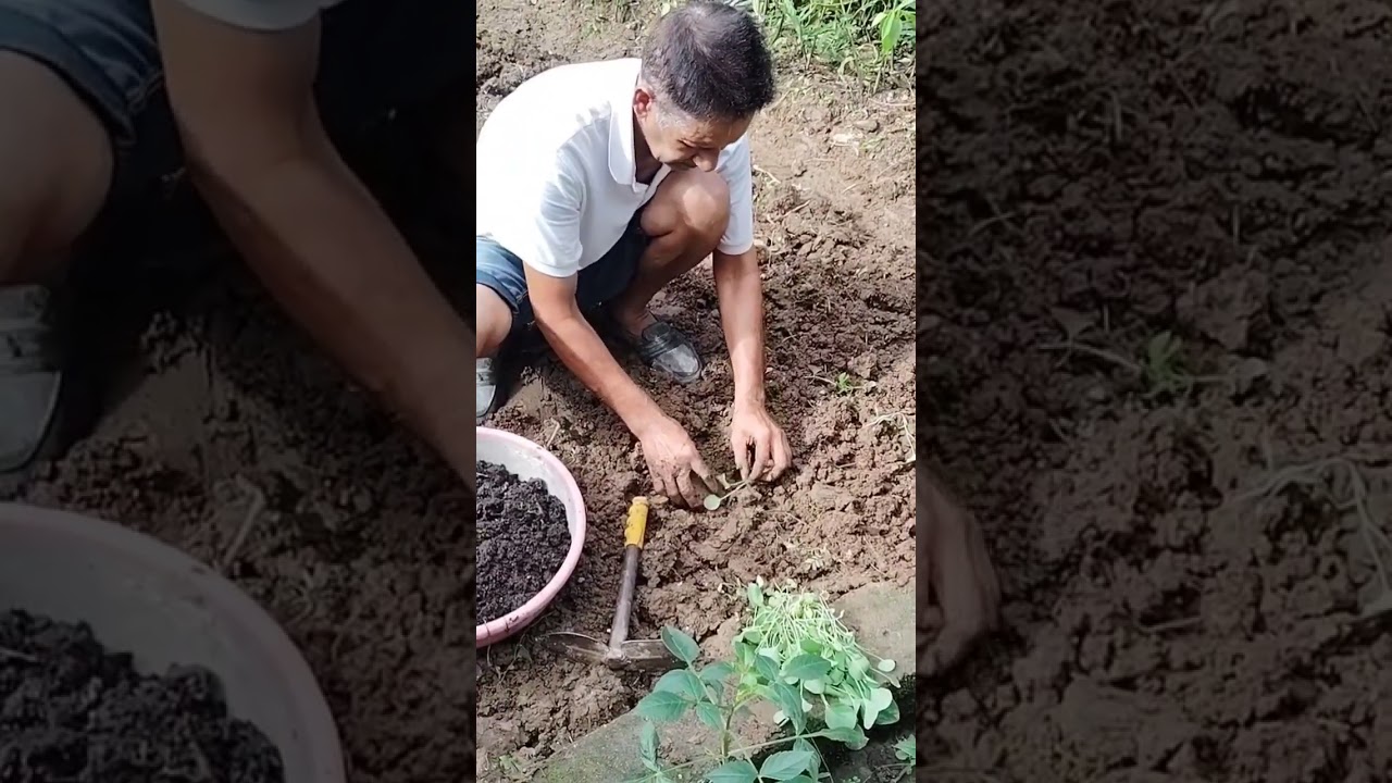 #qualiflower#paneeri#agriculturevideo#farmerlife #indianarmyfans #kangravalley #youtubeshort